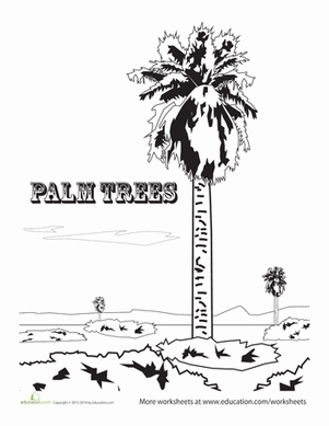 Palm Trees Activity